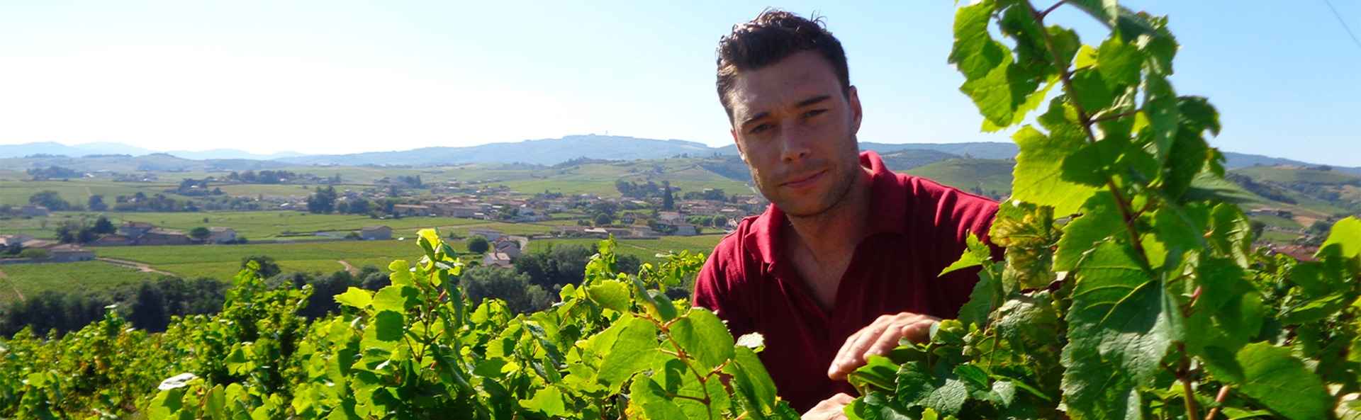 Domaine Yohan Lardy - Artisan vigneron - Côte Beaujolaise